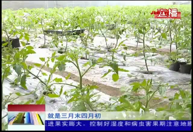 乡村四季12316｜栽下柿苗待丰收