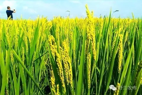 【稻之舒兰】“舒兰大米”品牌建设述评一：打造舒兰白金名片
