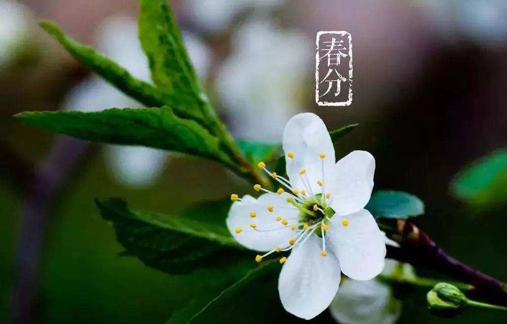 今日春分 | 新茶一盏 不负春光