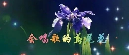 【聆听】会唱歌的鸢尾花