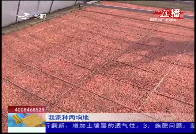 乡村四季12316｜舒兰掀起水稻育苗热潮