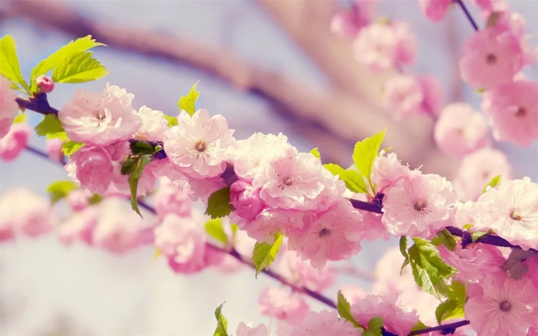 【美文欣赏】在古诗词里踏春