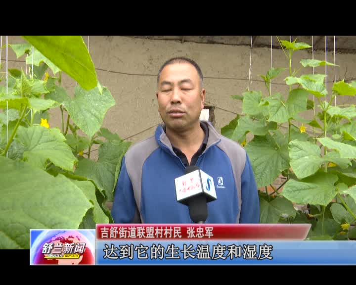 温室黄瓜抢先上市受青睐