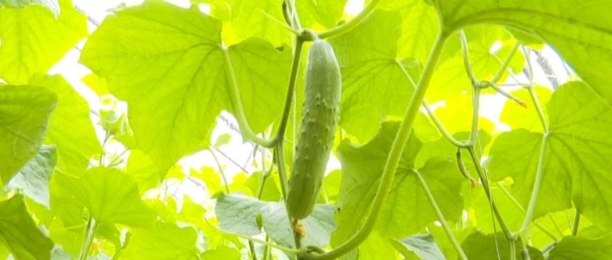 温室黄瓜抢先上市受青睐