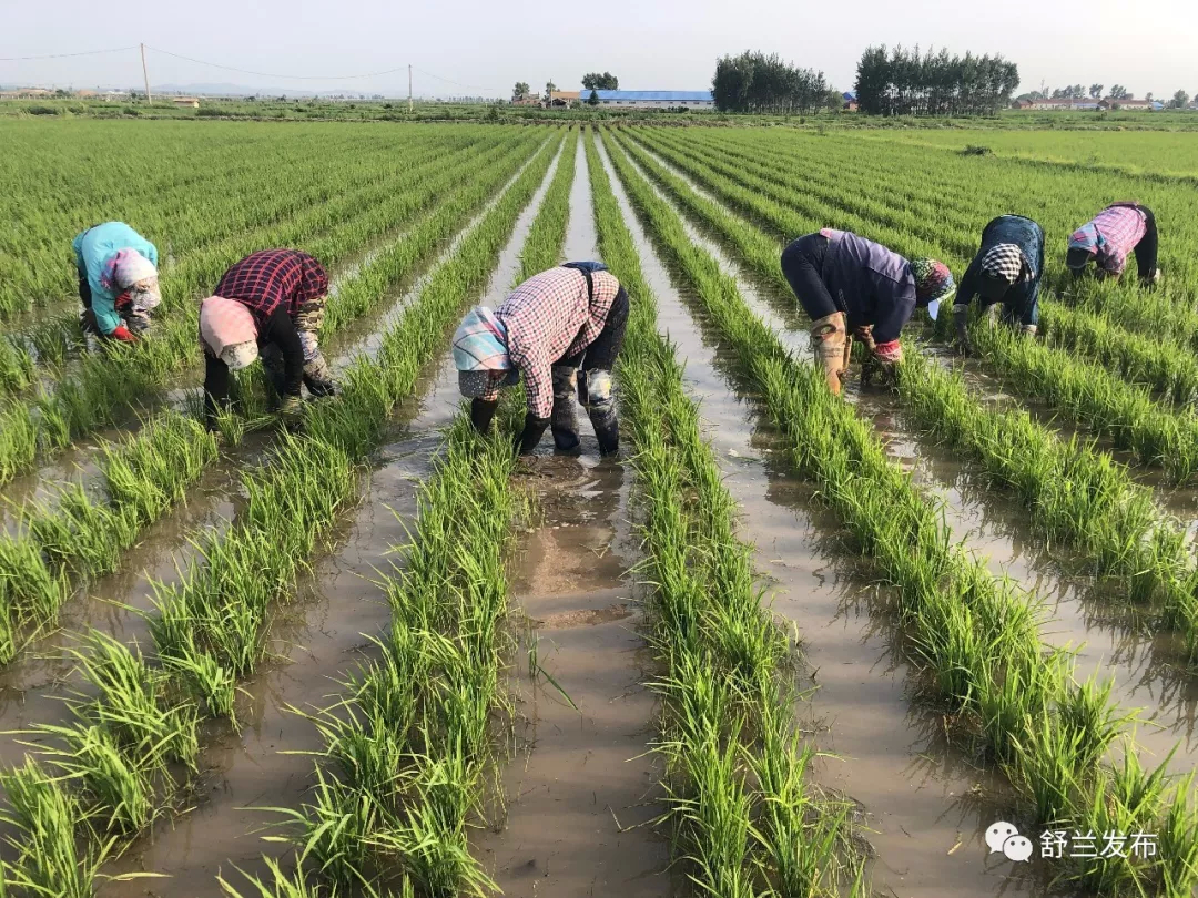 【吉林农村报】舒兰大米——一张具有地理标志和关东特色的县域名片