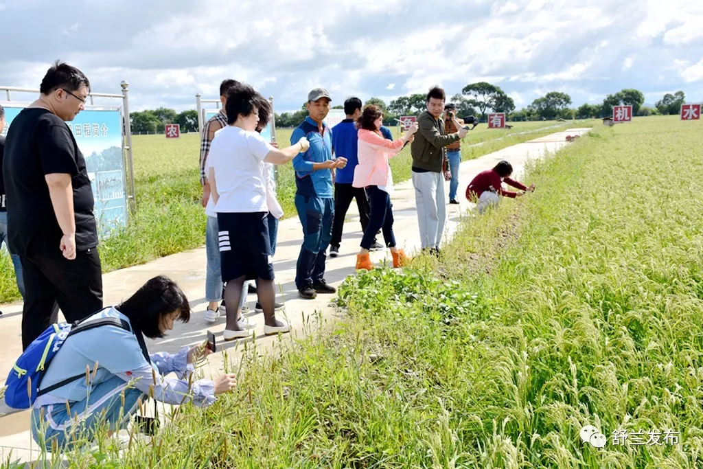【聚焦】“舒兰大米”又获北京、上海、吉林等多家媒体关注