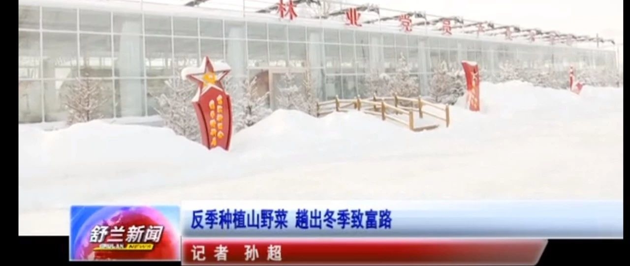 反季种植山野菜 趟出冬季致富路