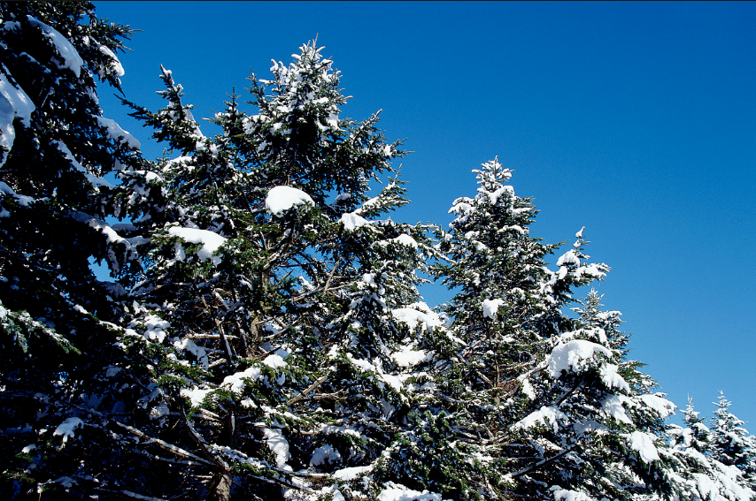 寒潮及明显降雪将至  注意做好各项防御