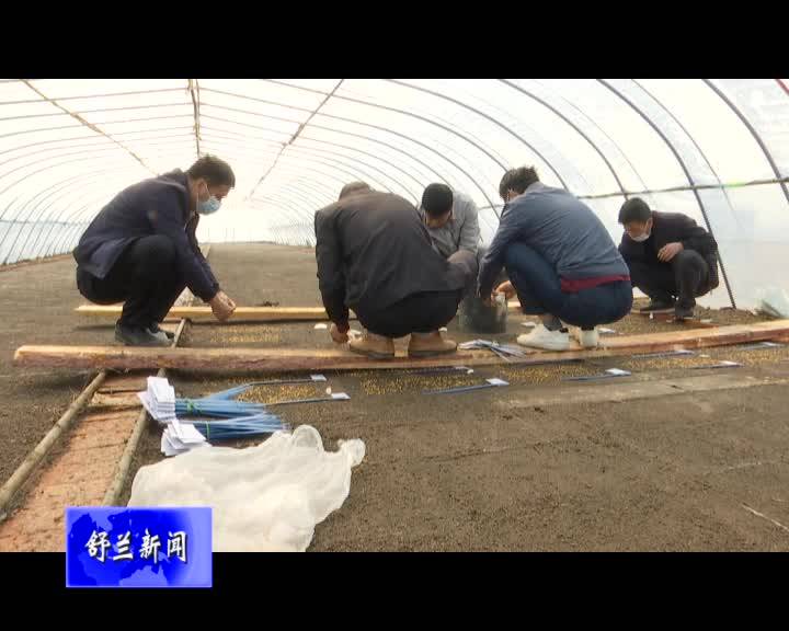 国家杂交水稻工程技术研究中心技术人员在舒兰市开展水稻新品种育苗试验工作