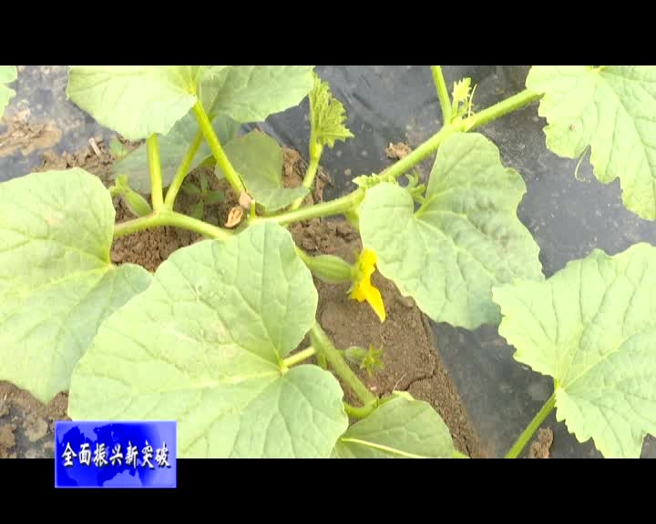 舒兰市白旗镇：小香瓜种出大产业