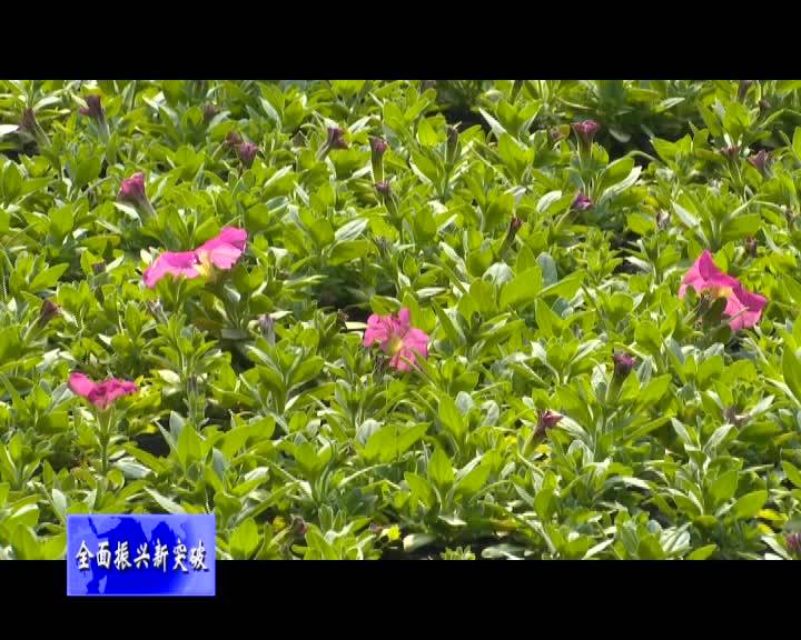 舒兰市法特镇法特村：发展棚膜经济促进农民增收致富