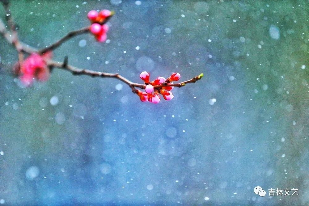 雪花桃花一树开