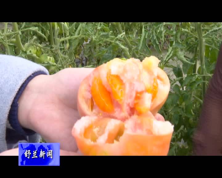 舒兰市吉舒街道曙光村长麻沟西红柿迎来“采摘季”