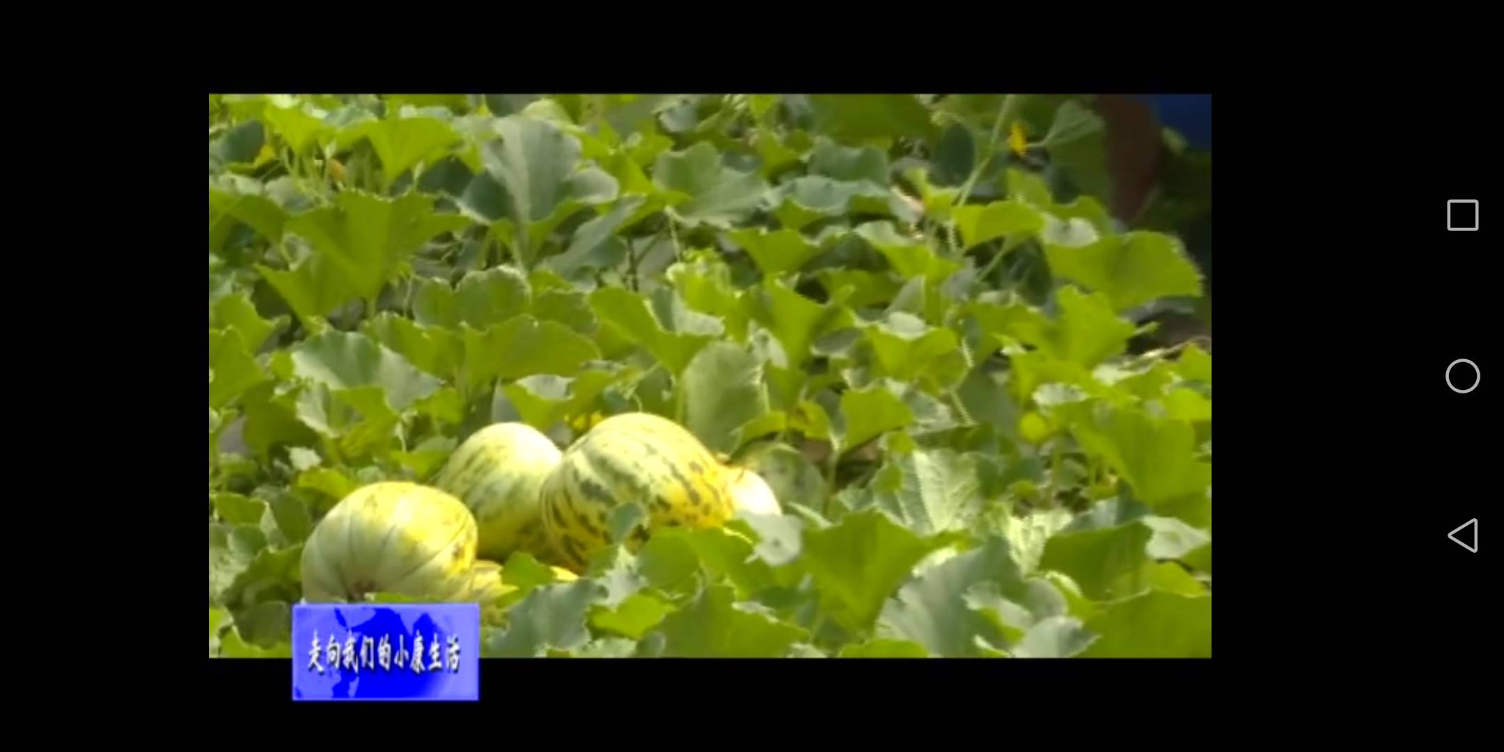 种植特色小香瓜 走上甜蜜致富路