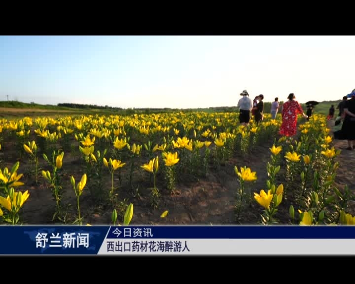 西出口药材花海醉游人
