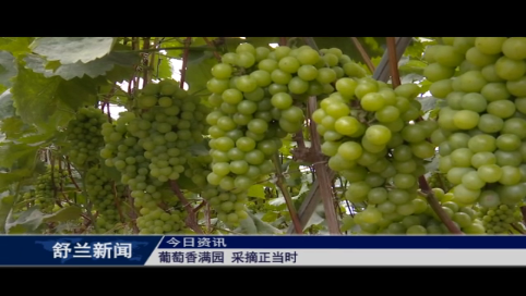 葡萄香满园 采摘正当时