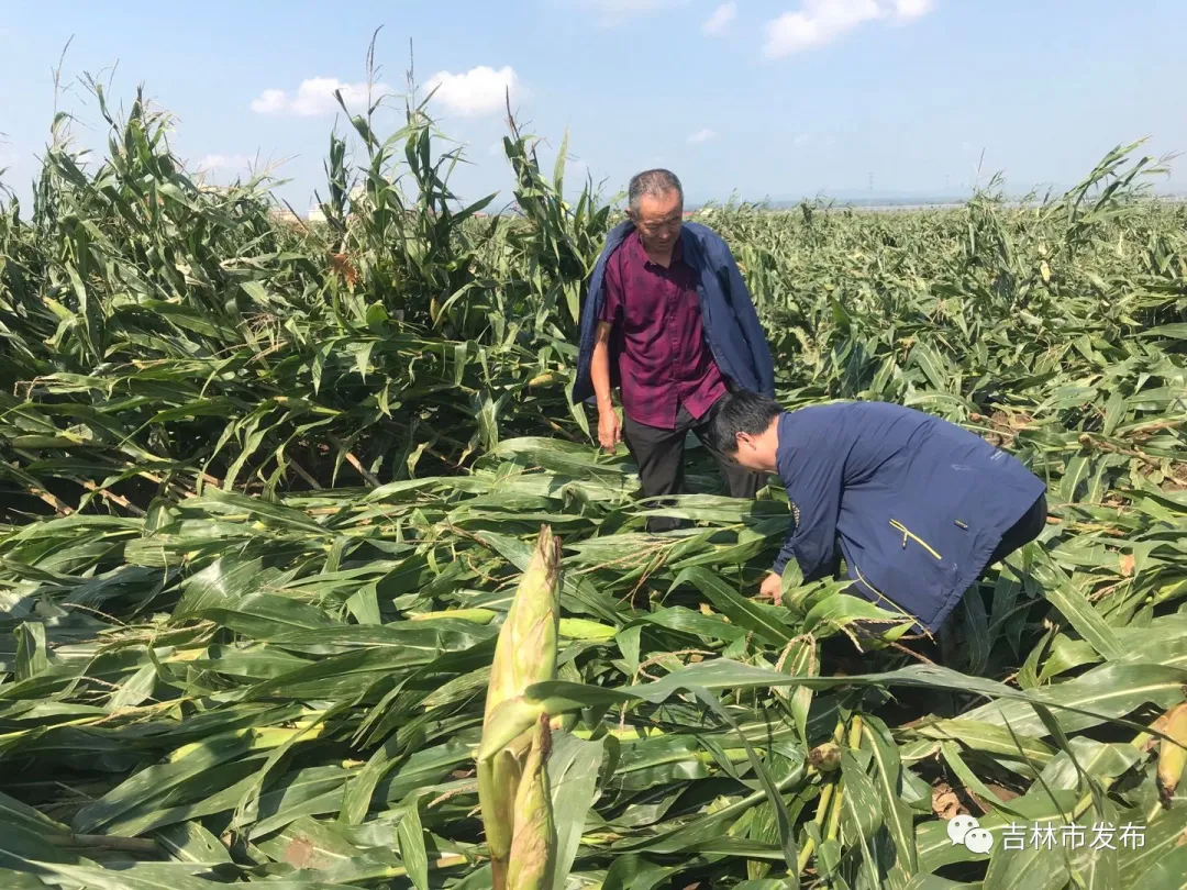 吉林市农业农村局提醒农民这样应对&ldquo;海神&rdquo;&mdash;&mdash;大田排涝 设施加固
