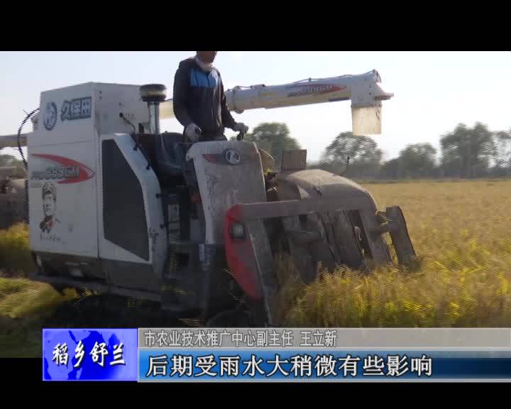 舒兰市水稻陆续进入收割期