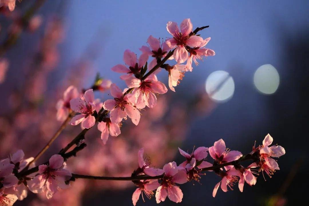 【美文共享】捧一怀花香，遇见美好
