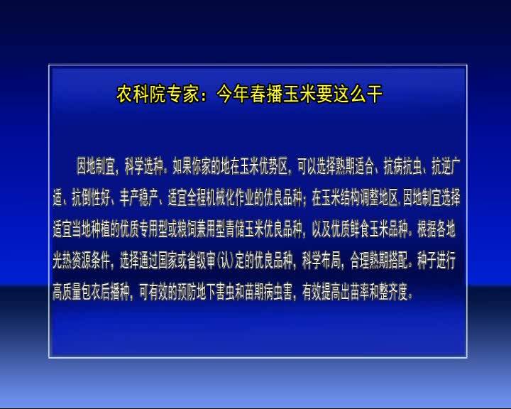 农科院专家：今年春播玉米要这么干