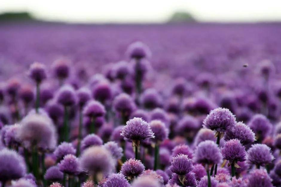 ​【美文共享】芳菲四月，与所有美好相遇