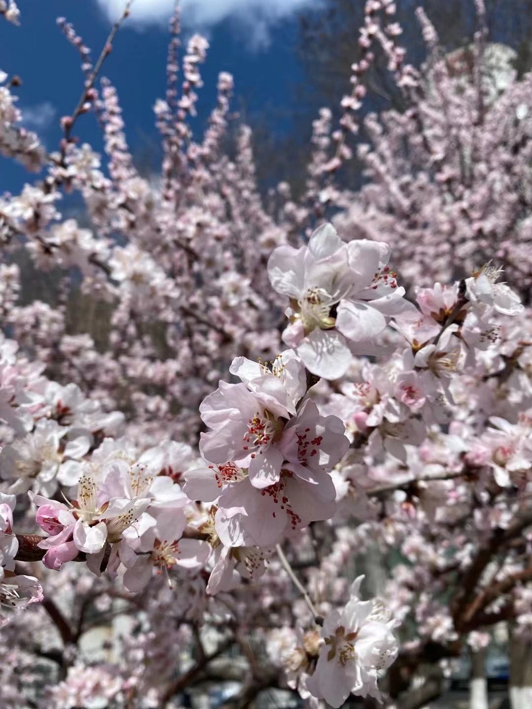 未等人言东风暖 一树芳菲报春来