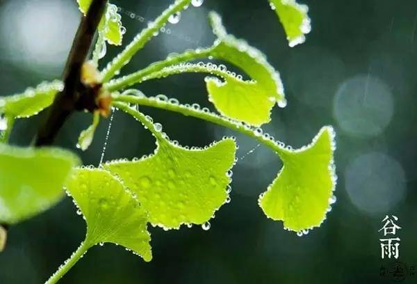 ​【美文共享】谷雨 | 雨生百谷，生机盎然，万物皆美好