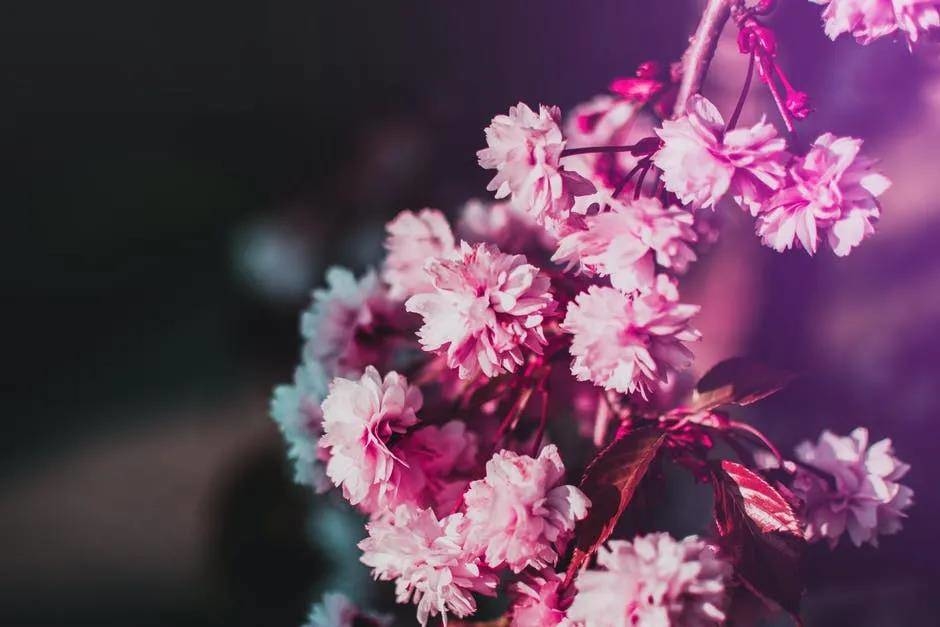 【美文共享】初夏，静赏一季花开