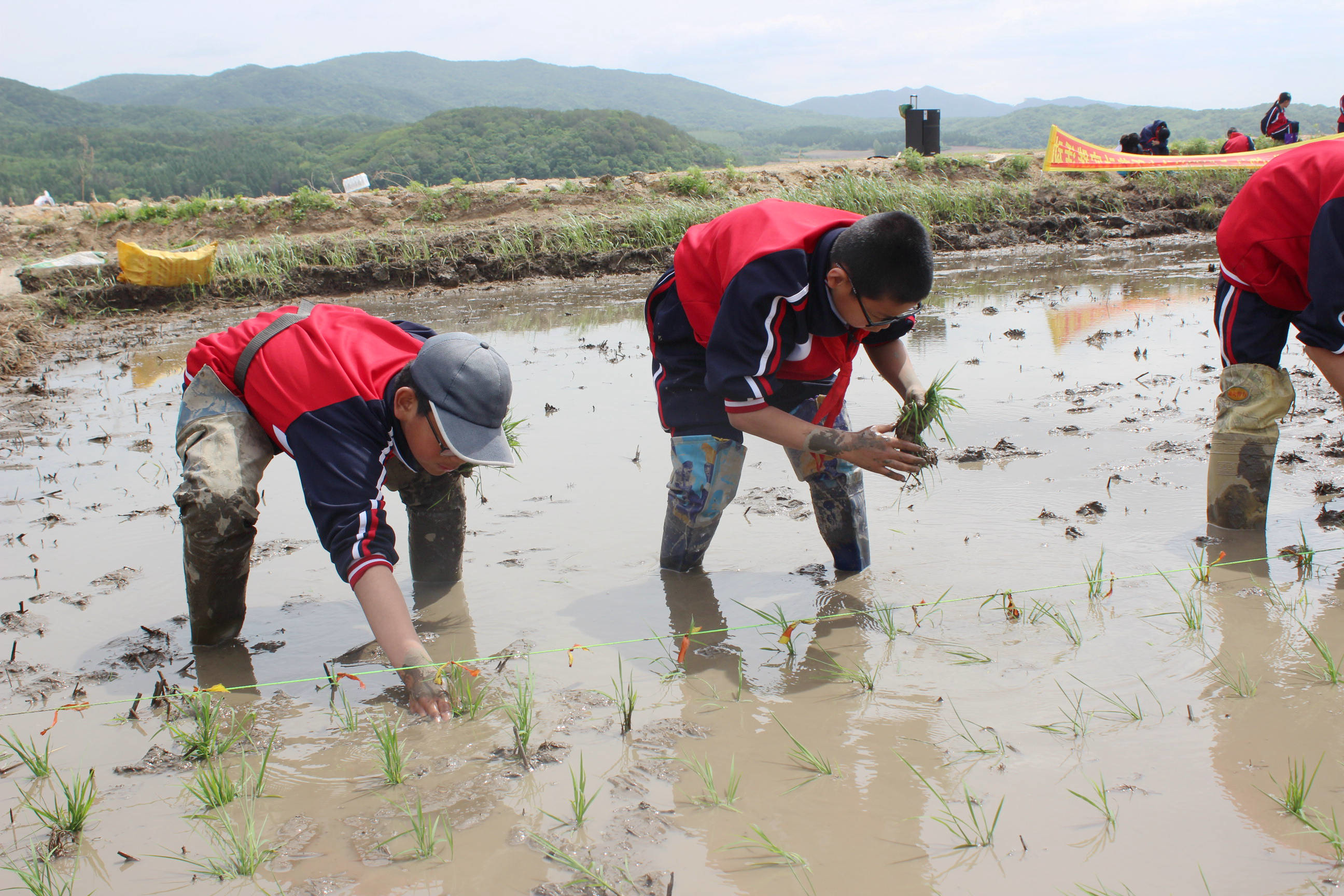 舒郊中心小学校把劳动课堂搬进稻田