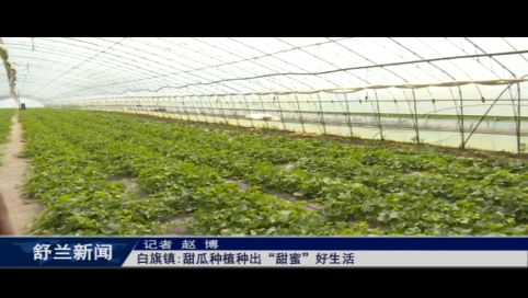 舒兰市白旗镇甜瓜种植种出“甜蜜”好生活