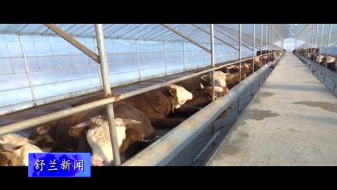 舒兰市向肉牛产值40亿元目标迈进