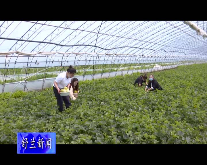 舒兰市白旗镇：香瓜飘香富农家