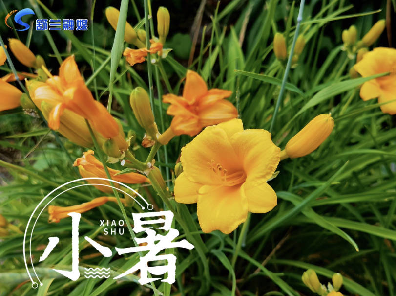 今日小暑