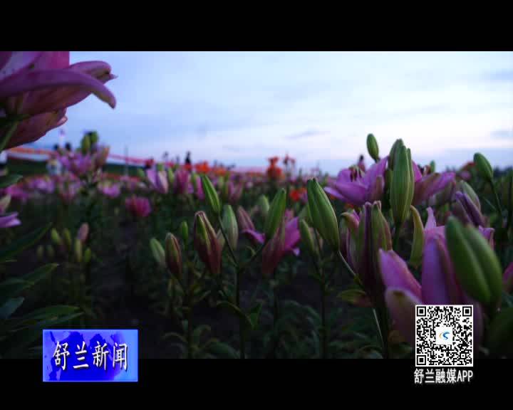 西出口药材花海惹人醉