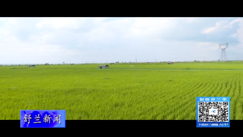 舒兰市粮食作物整体长势良好