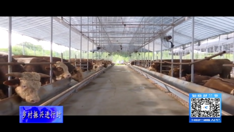 舒兰市做大肉牛产业 助推乡村振兴