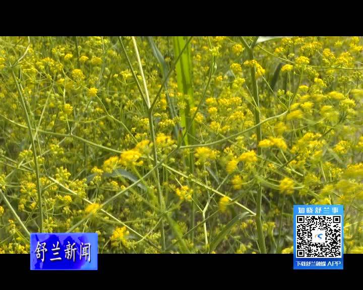 舒兰市中草药基地种出&ldquo;八卦图&rdquo;