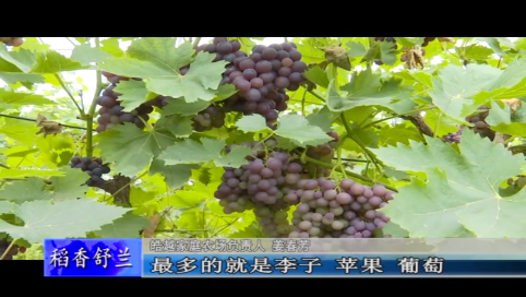 舒兰市百亩采摘园 铺就致富路