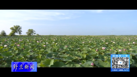 舒兰市莲花乡：荷花别样红 观赏正当时