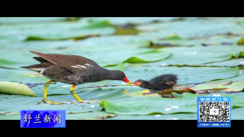舒兰市：黑水鸡畅游荷潭 绘就美丽生态画卷