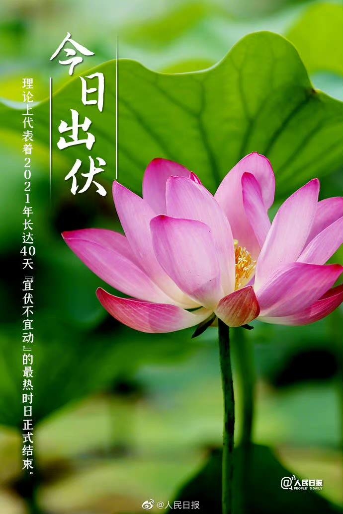 【#今日出伏#，你感受到了吗】