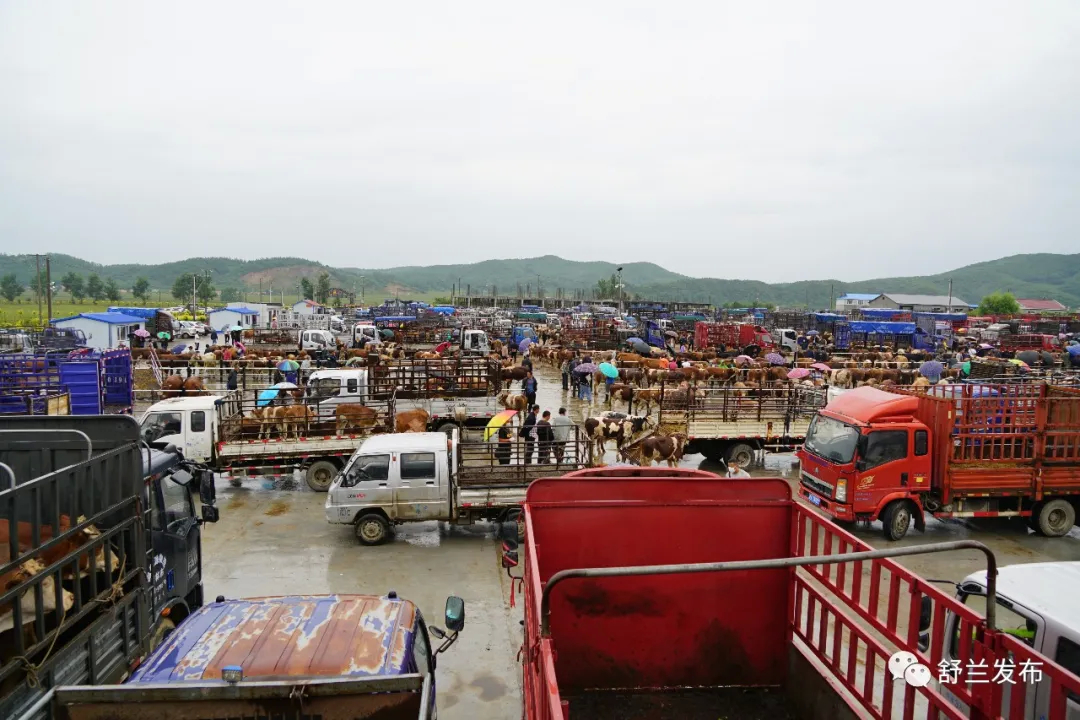 舒兰市第一家综合性黄牛交易中心试营业 开启肉牛产业新篇章