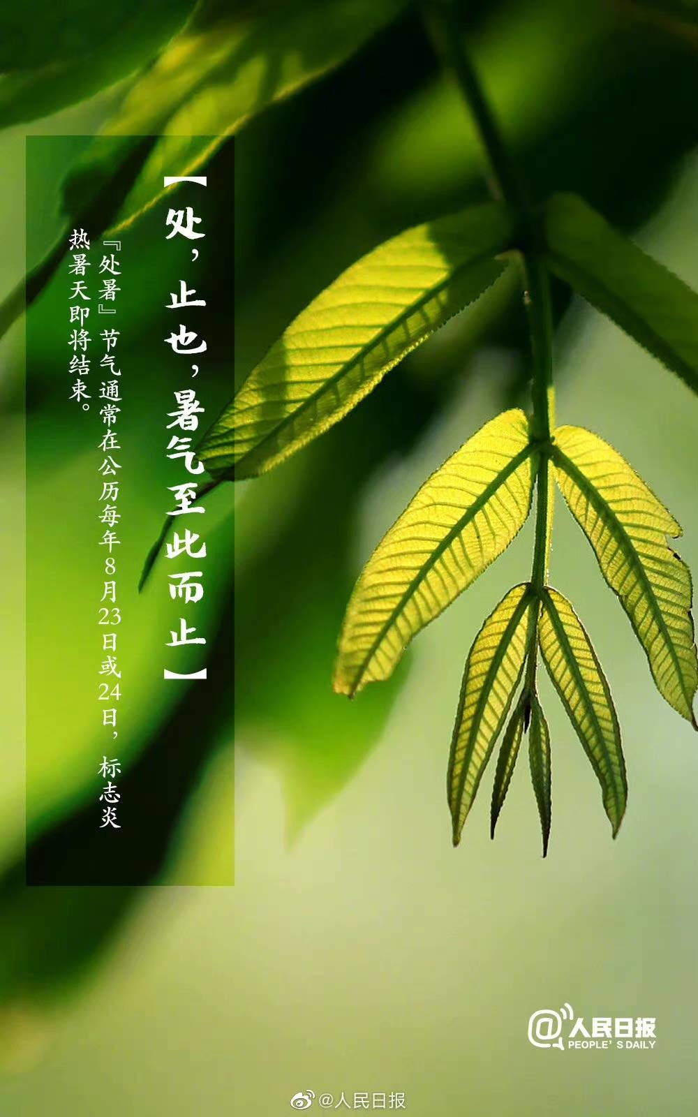 ​【今日#处暑#，秋天就要来啦！】
