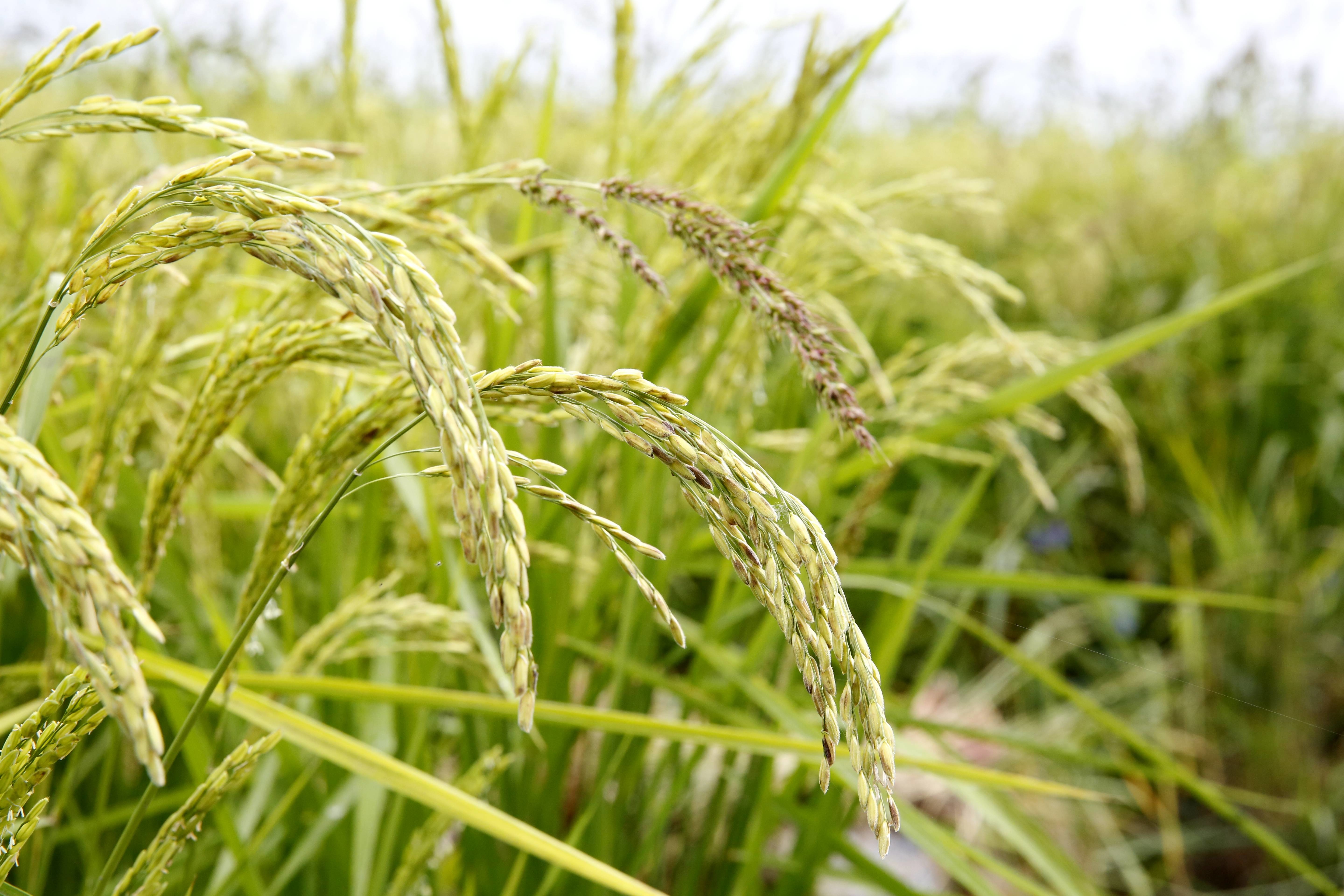 舒兰：水稻飘香迎丰收