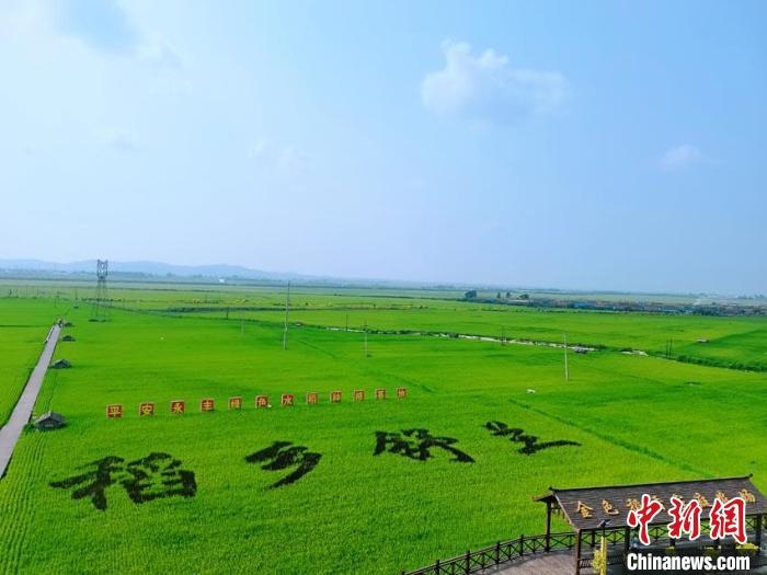 吉林黑土地“共享稻田”谱写农业新曲