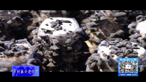 舒兰市上营镇小木耳撬动大产业