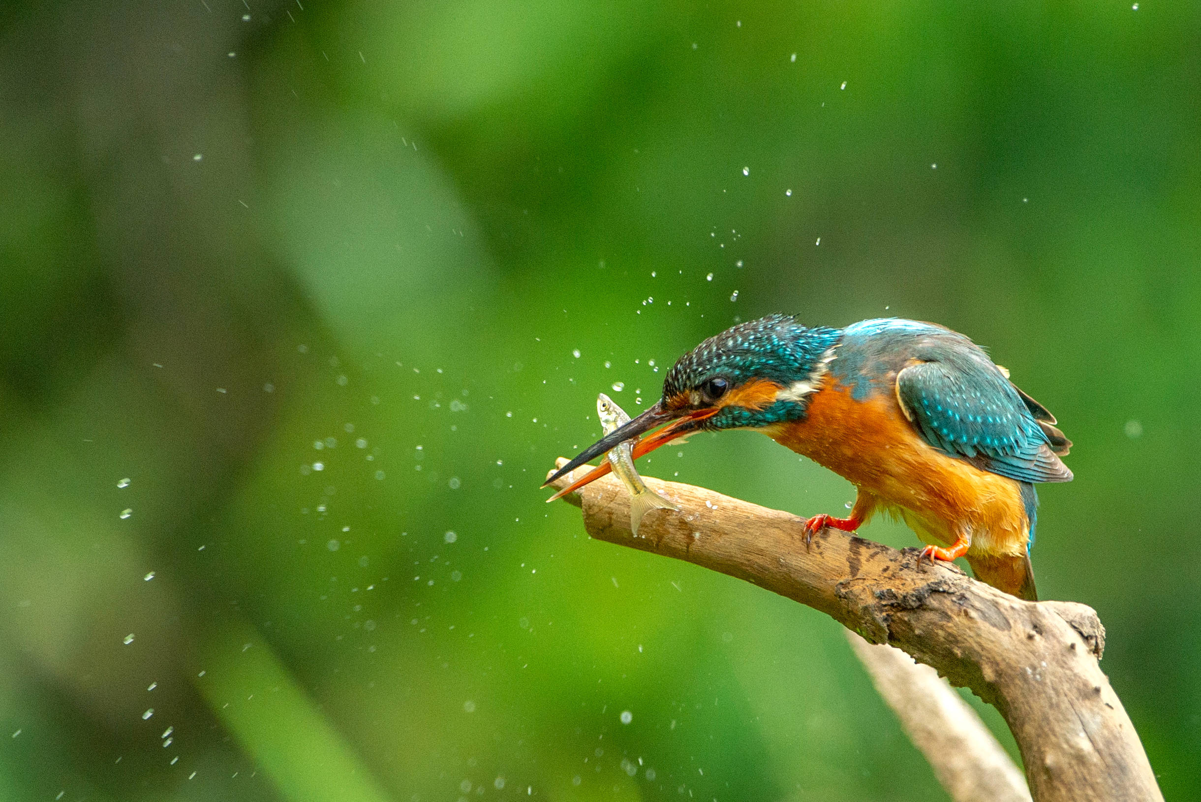 生态越来越好 翠鸟频频驻足 舒兰市九龙山森林公园已成拍鸟天堂