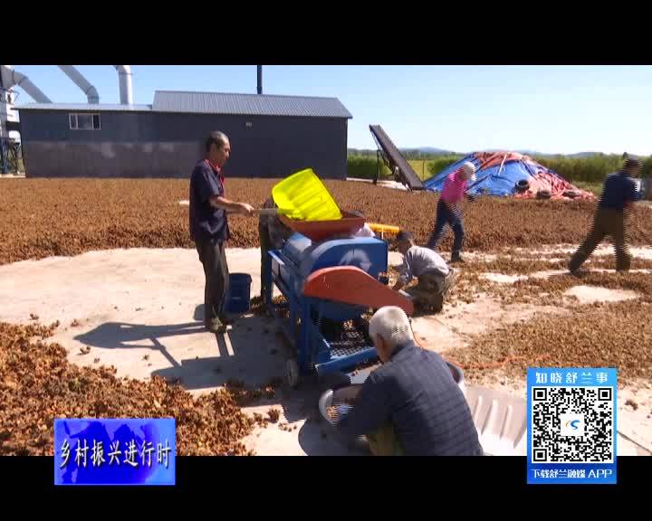 舒兰市：&ldquo;大榛子&rdquo;趟出致富路