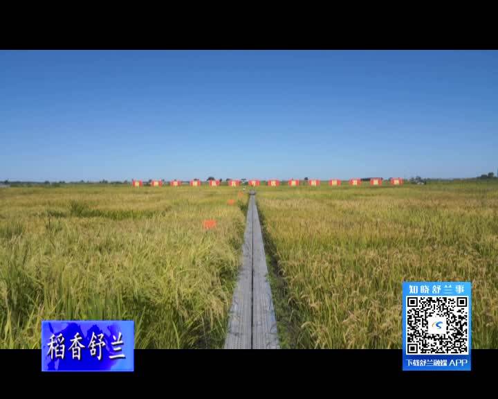 舒兰市75万亩水稻进入收割期