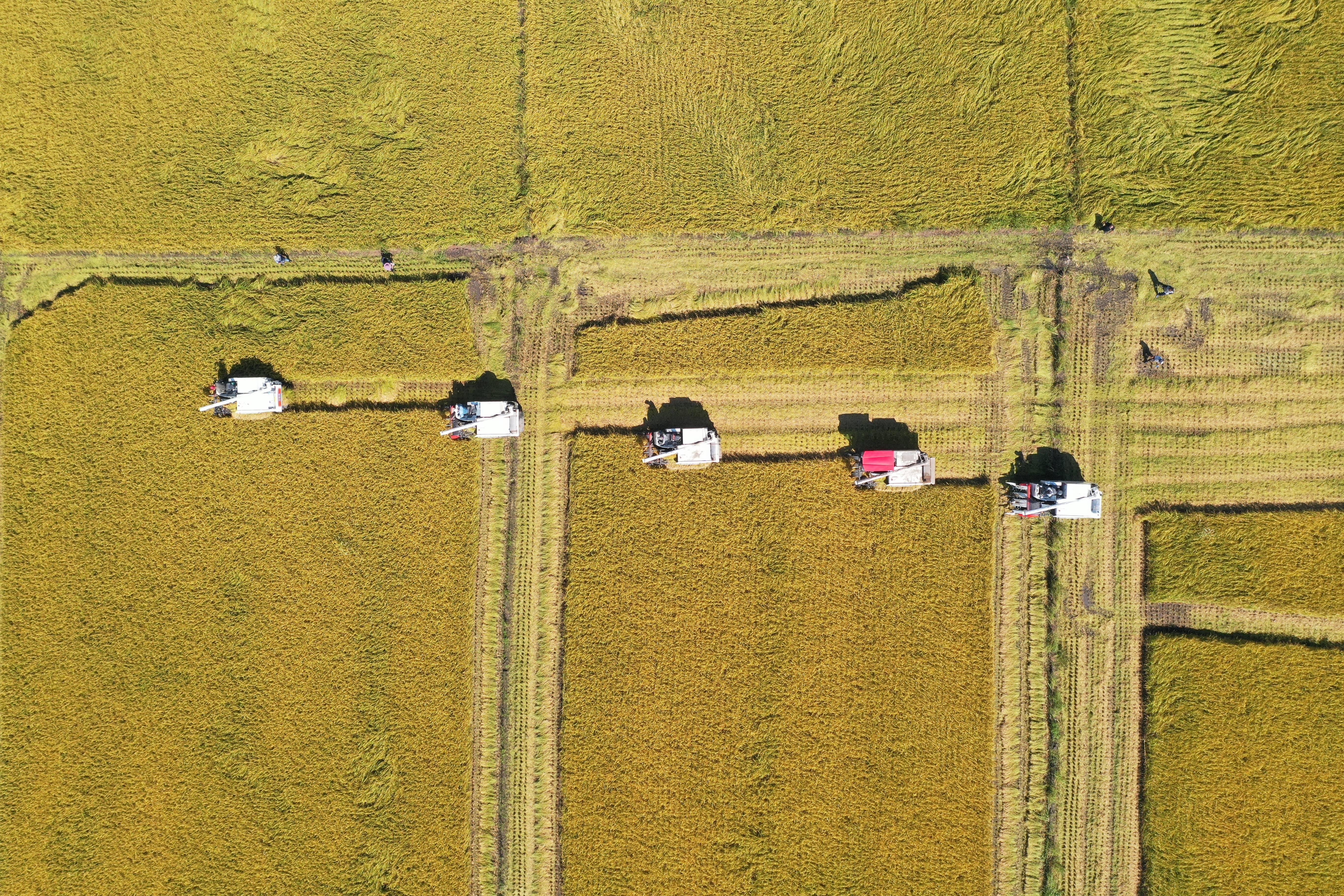 舒兰市75万亩水稻进入收割期